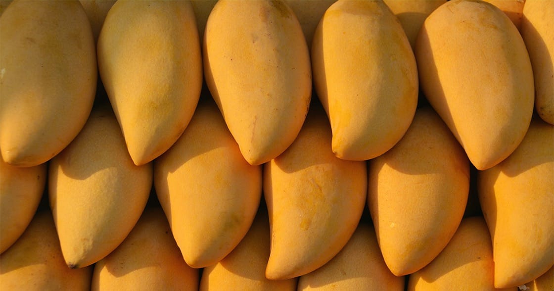 ข้อมูลโภชนาการ แคลอรี่ มะม่วงแก้ว--สุก-mango--kaew-variety--ripe