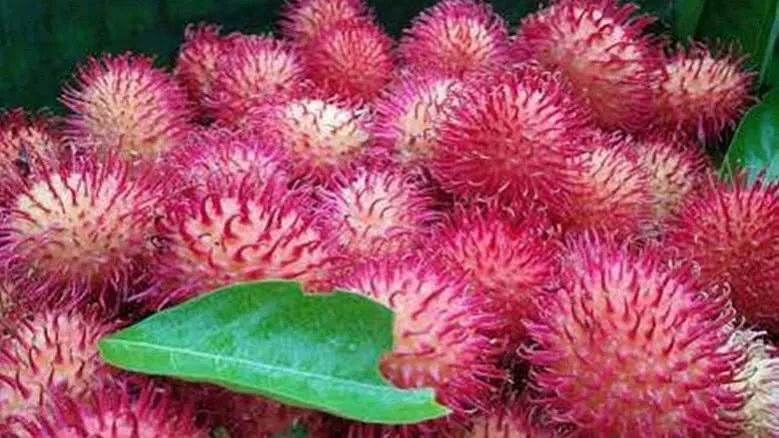 ข้อมูลโภชนาการ แคลอรี่ เงาะสีชมพู-rambutan-pink-variety