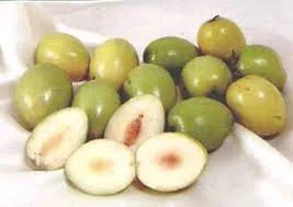 ข้อมูลโภชนาการ แคลอรี่ พุทราไทย-jujube--thai-variety