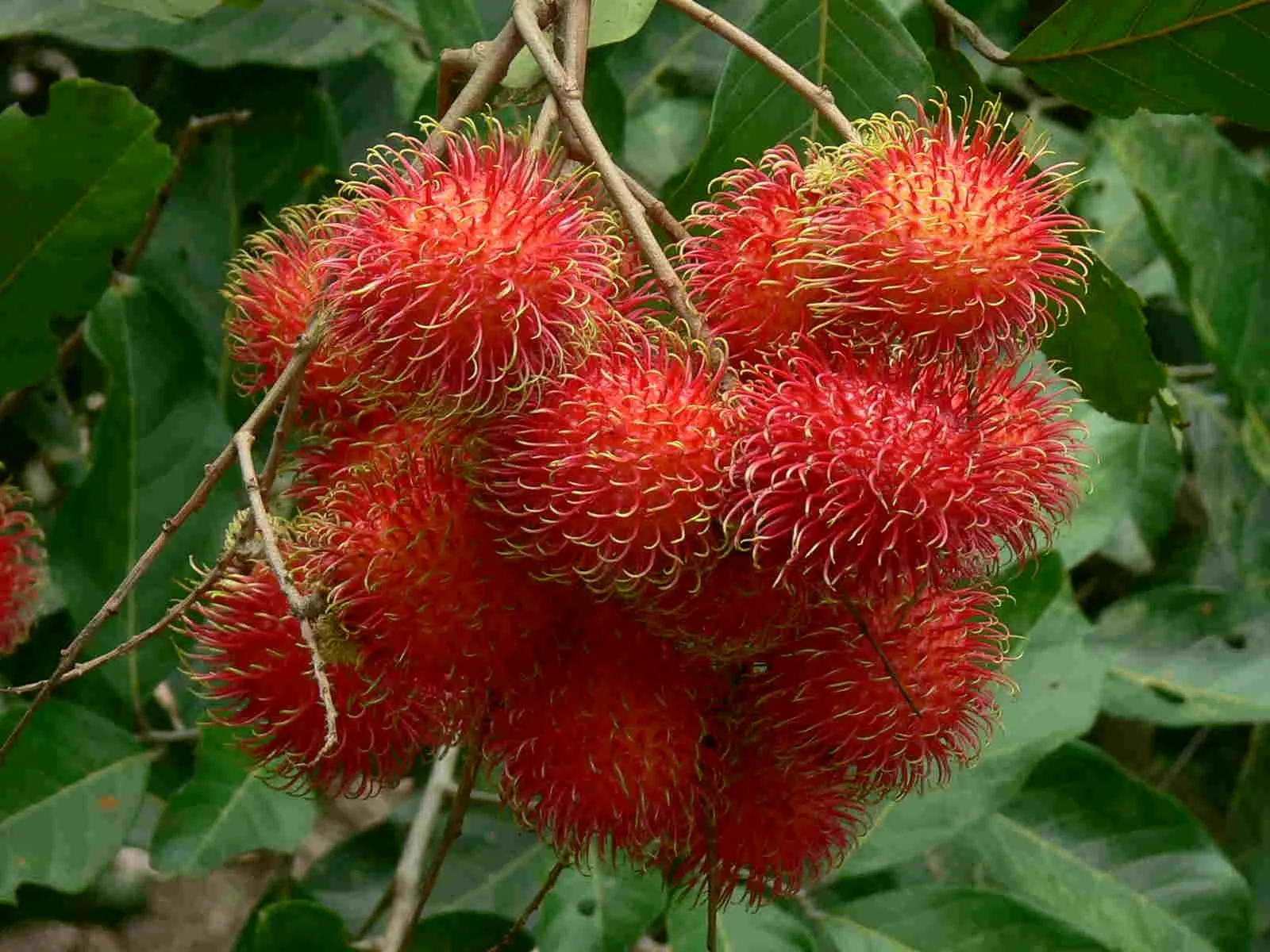 ข้อมูลโภชนาการ แคลอรี่ เงาะ-rambutan